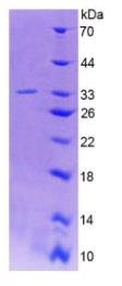 SDS-PAGE (GAD2-6734H).jpg